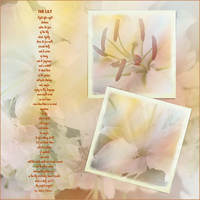 The Lily
